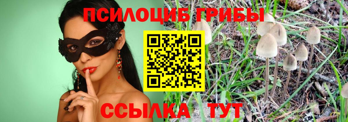 Псилоцибиновые грибы Psilocybe Новокуйбышевск